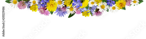 Wild flowers in a border ar...