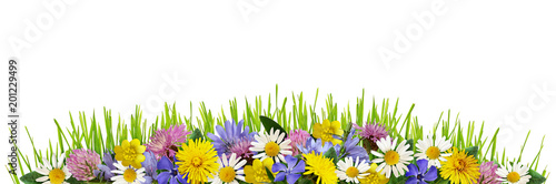 Wild flowers and green gras...