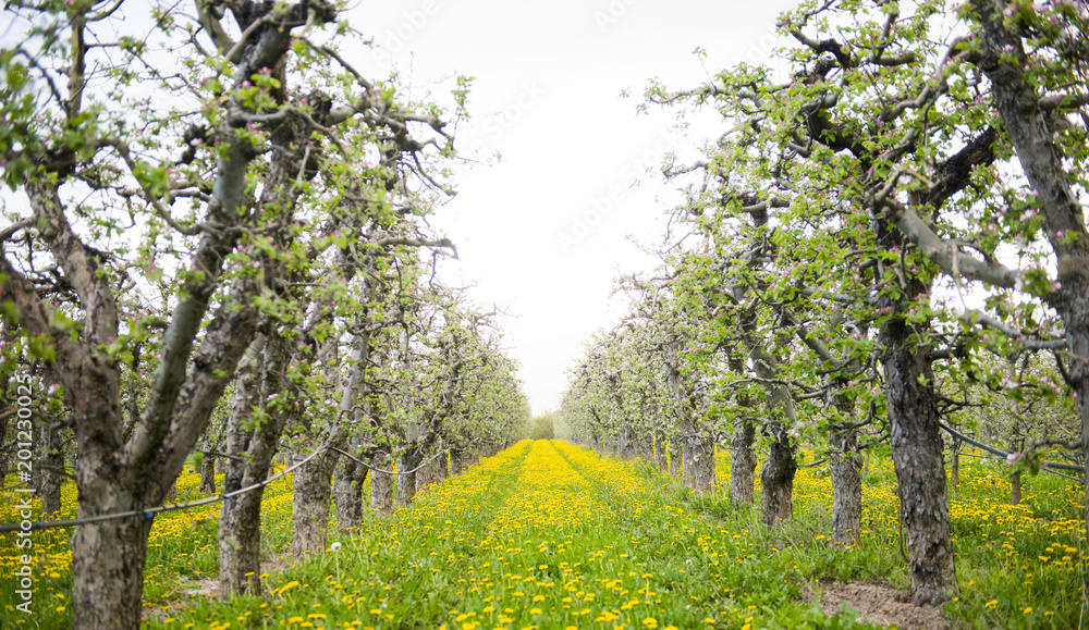 Fototapeta premium blossoming apple orchard with dandelions, spring concept