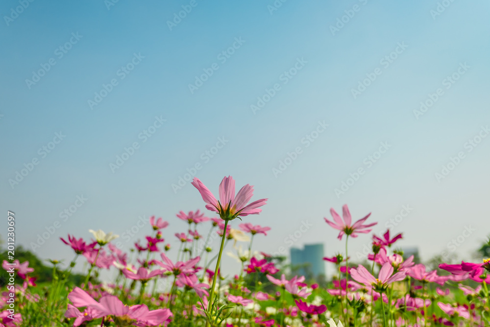 Pink cosmos flowers in garden outdoor on sky background Pink cosmos flowers in garden outdoor on sky background