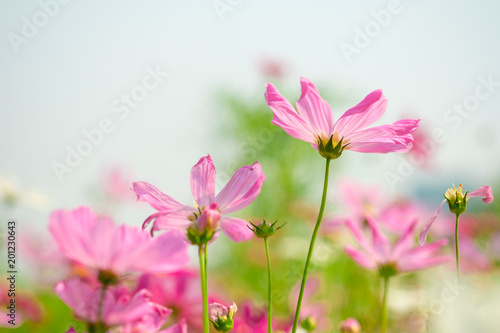 Pink cosmos flowers  in garden outdoor on nature background © chaphot