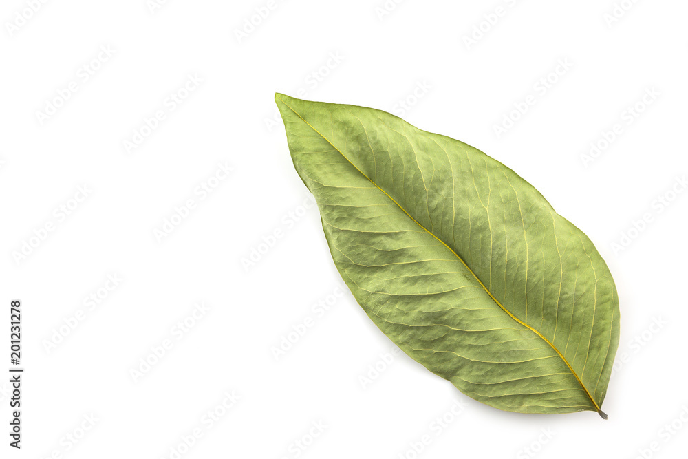 Obraz premium withered leaves dry leaves isolate