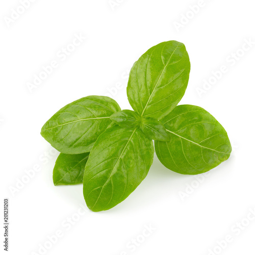 Close up of fresh green basil herb leaves isolated on white background. Sweet Genovese basil.