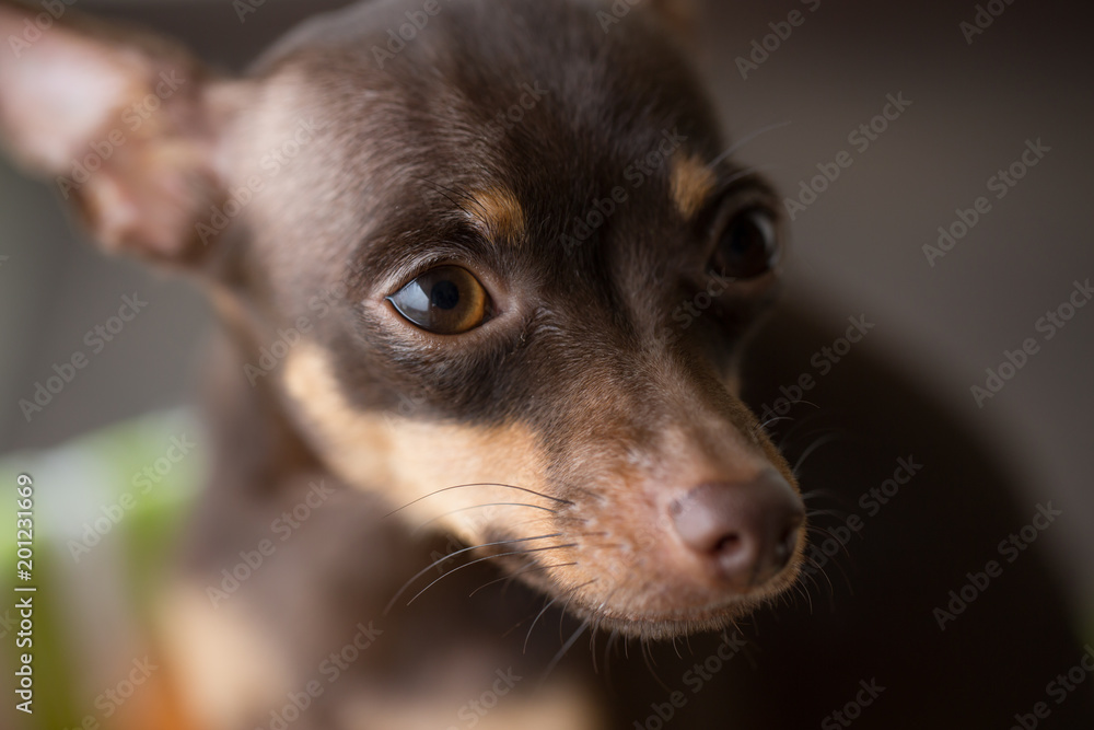 small decorative brown dog the breed Russian toy-Terrier