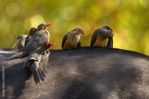 Fényképezés The red-billed oxpecker (Buphagus erythrorhynchus)