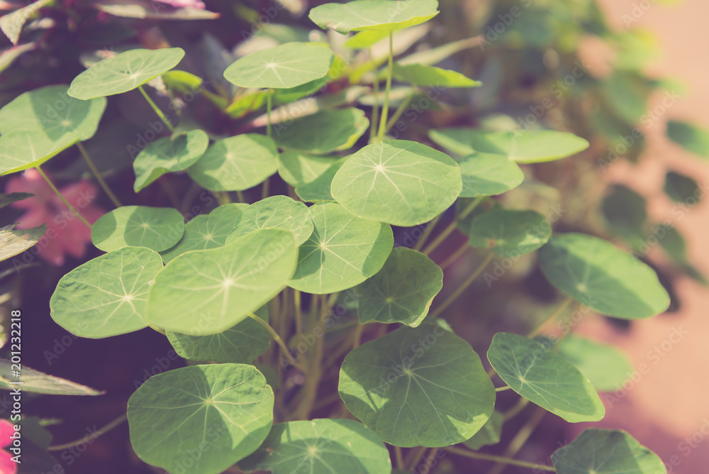Gotu kola, Asiatic pennywort, Centella asiatica Gotu kola, Asiatic pennywort, Centella asiatica