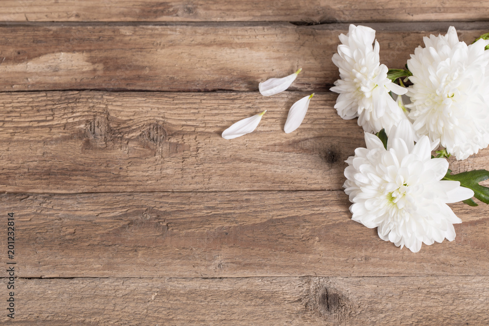 chrysanthemum on old wooden background