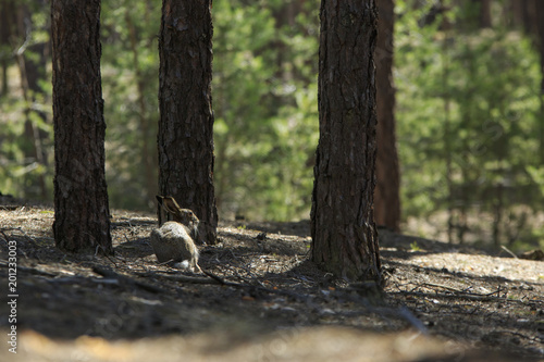 Wild gray hare sits under the pine in a forest