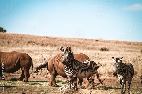 Fototapeta Naklejka Na Ścianę i Meble -  Zebra and Rhino 