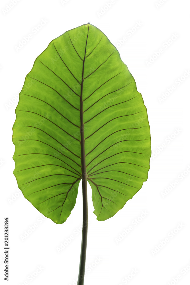 Fototapeta premium Alocasia macrorrhizos , tropical big green leaf isolated on white background
