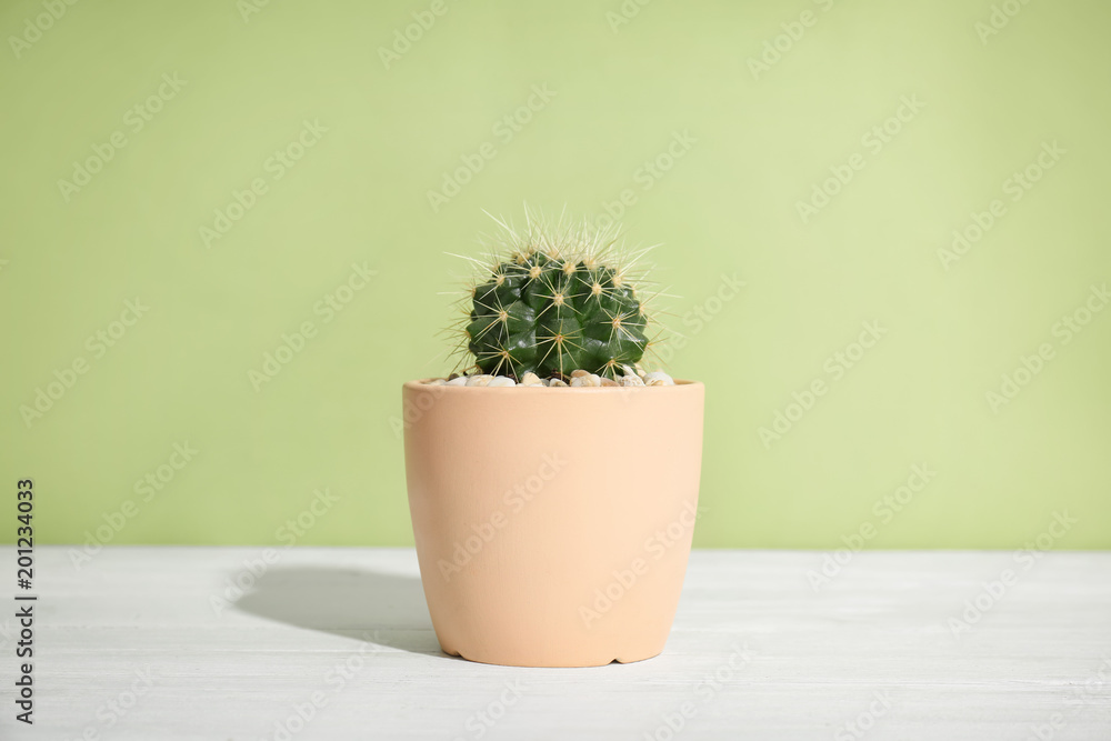Beautiful cactus on table against color background Beautiful cactus on table against color background