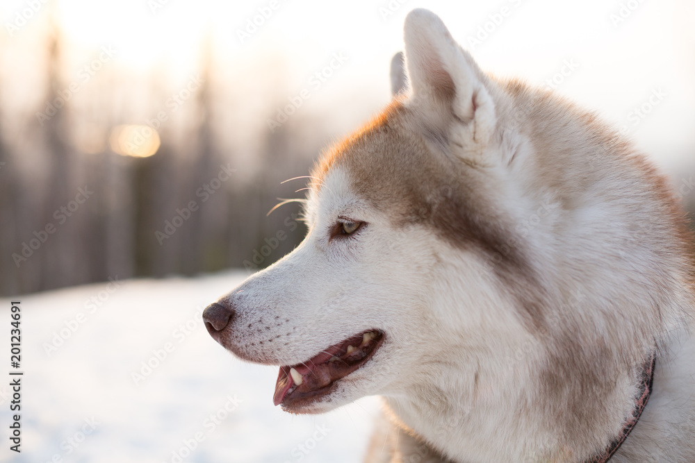 Obraz premium Profile portrait of free and prideful husky male. Close-up portrait of beautiful siberian Husky dog sitting on the snow in winter forest at sunset.