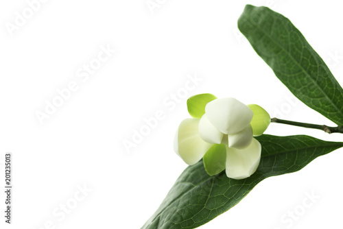White magnolia flower on isolated background.