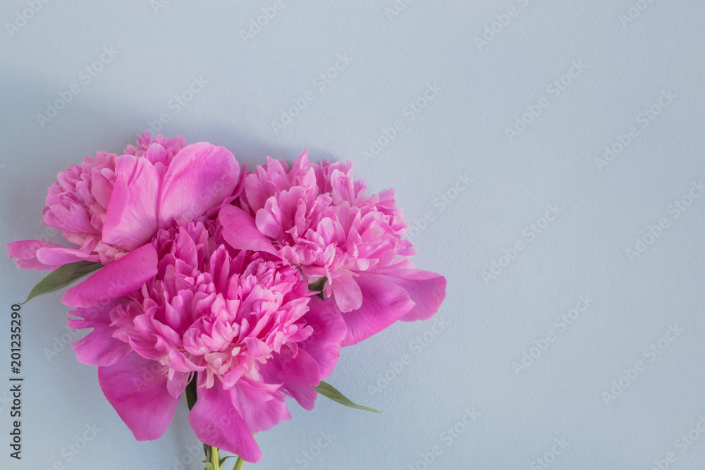 Pink peonies on a light bluet background Pink peonies on a light bluet background
