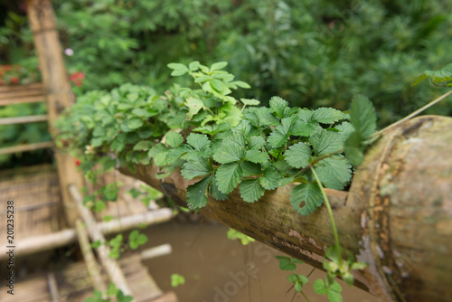 Growing branch of red raspberry