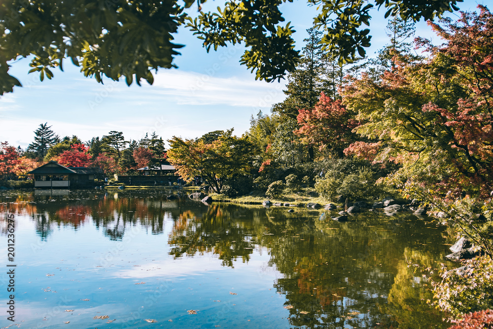 autumn Maple leaf in Showa Memorial park
