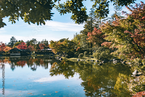 autumn Maple leaf in Showa Memorial park