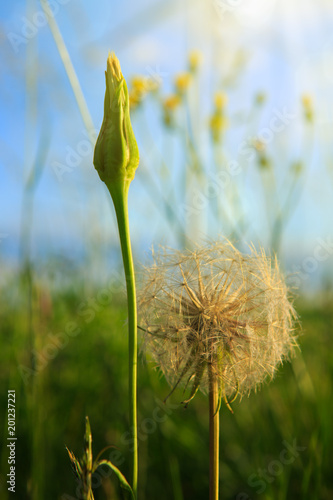 Fototapeta Naklejka Na Ścianę i Meble -  Closeup of dandelion against sunset.