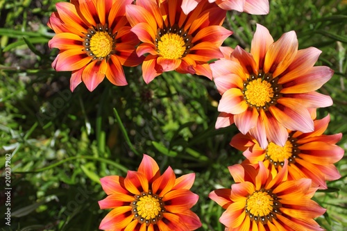 Colorful orange and pink Gazania flower in the garden in spring