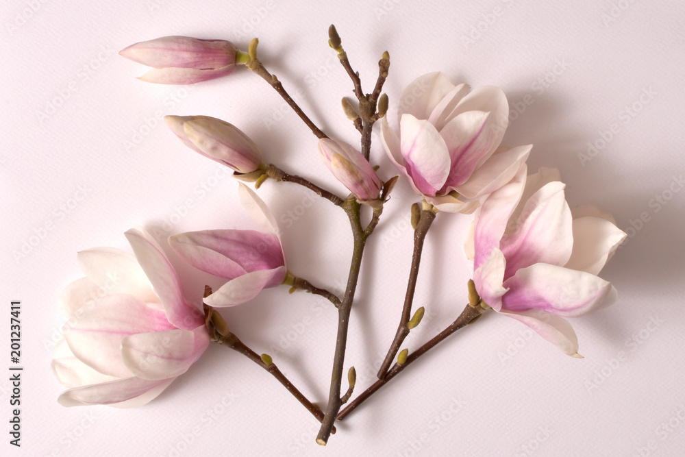 magnolia, kwiat, charakter, magnolia, drzew, kwiat, biała, galąź, kwiatowy, kwitnienie, flora, jardin, feuille, pora roku, magnolia gałązka, kwiat magnolii, roślina, krzew, bukiet magnolii, - obrazy, fototapety, plakaty 