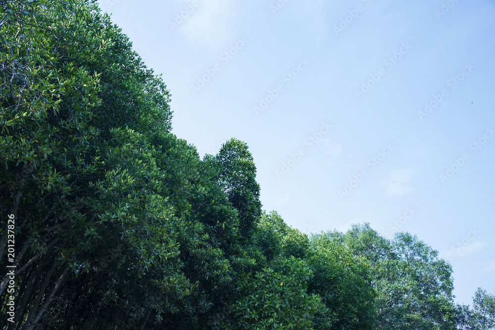 Mangrove forest with blue sky