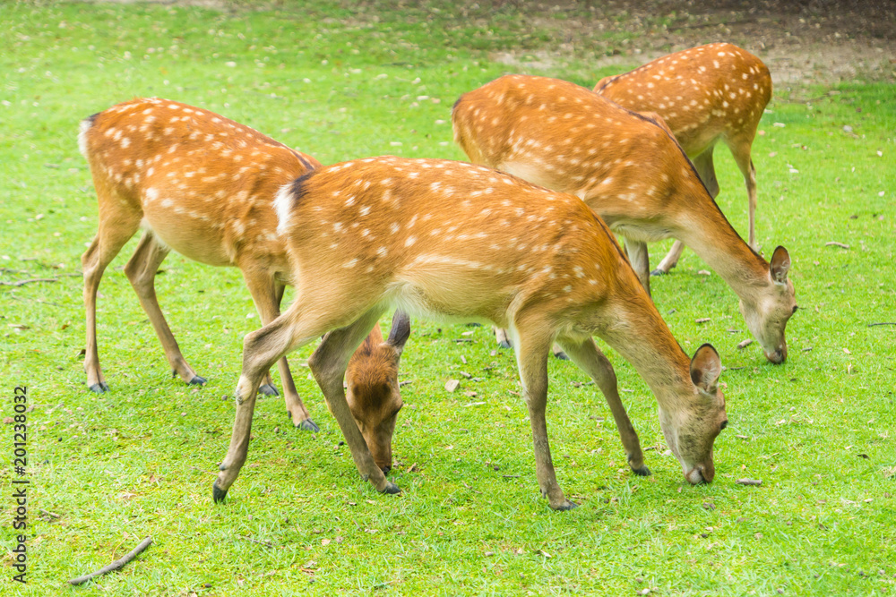 Sika deers roaming and grass grazing at green field on summer in Nara Public Park, Nara, Japan Sika deers roaming and grass grazing at green field on summer in Nara Public Park, Nara, Japan