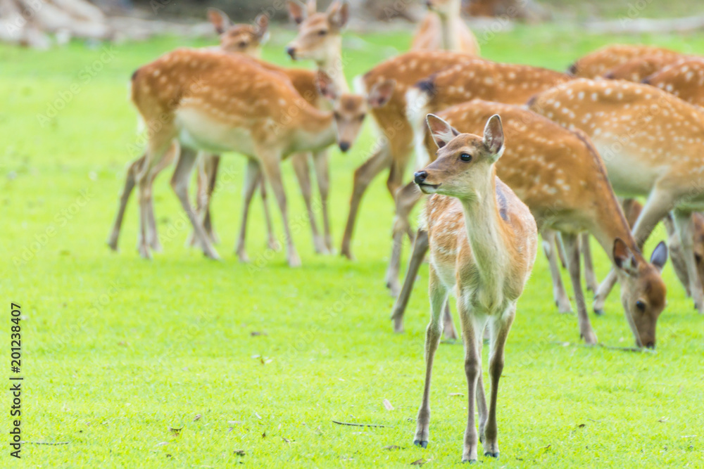Fototapeta premium Sika deers roaming and grass grazing at green field on summer in Nara Public Park, Nara, Japan