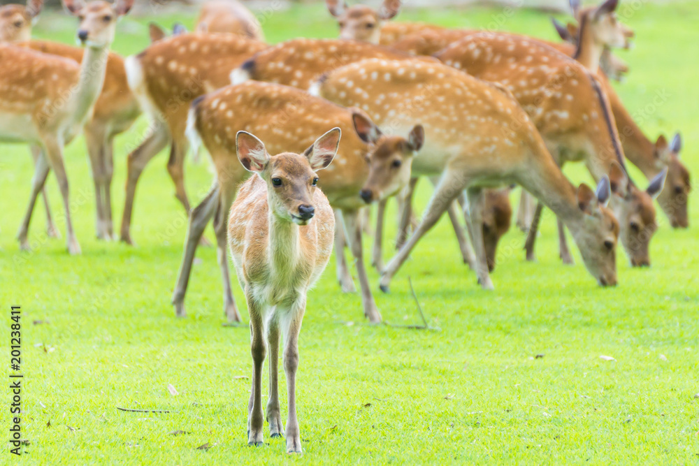 Sika deers roaming and grass grazing at green field on summer in Nara Public Park, Nara, Japan Sika deers roaming and grass grazing at green field on summer in Nara Public Park, Nara, Japan