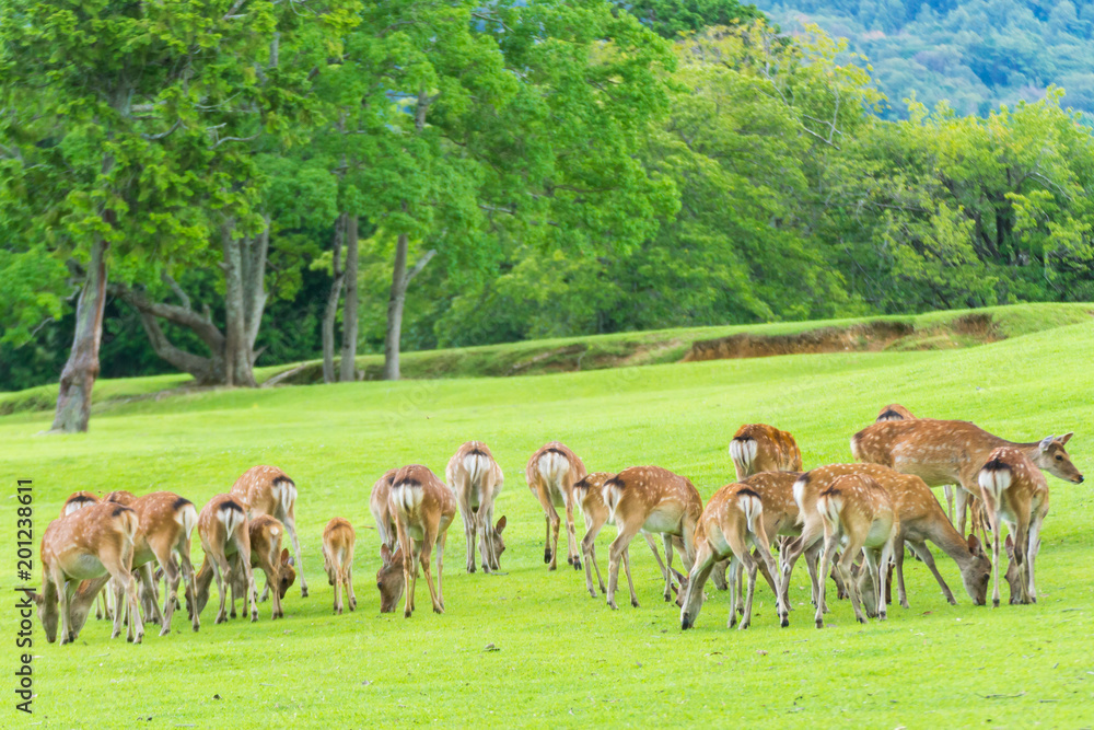 Sika deers roaming and grass grazing at green field on summer in Nara Public Park, Nara, Japan Sika deers roaming and grass grazing at green field on summer in Nara Public Park, Nara, Japan