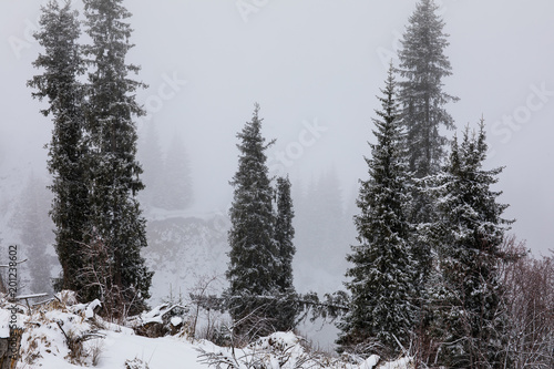 Cuadro en lienzo winter fog on a mountainside with spruce trees