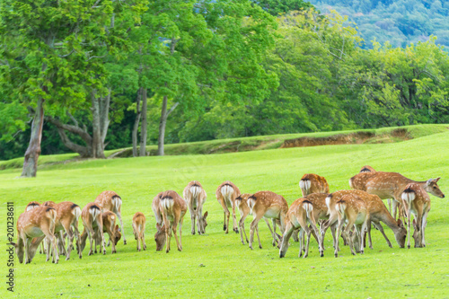 Tablou pe pânză Sika deers roaming and grass grazing at green field on summer in Nara Public Par