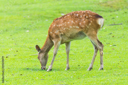 Young little sika deer roaming and grass grazing at green field on summer in Nara Public Park  Nara  Japan