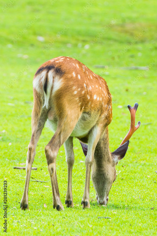 Sika deer with big antlers roaming and grass grazing at green field on summer in Nara Public Park, Nara, Japan Sika deer with big antlers roaming and grass grazing at green field on summer in Nara Public Park, Nara, Japan