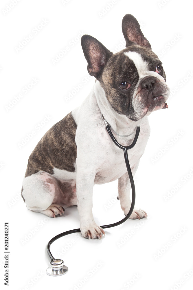 interrogative doctor dog sitting with stethoscopeisolated on white background