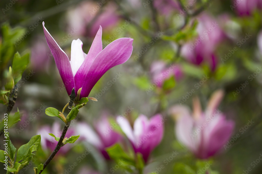 Fototapeta premium Magnolia