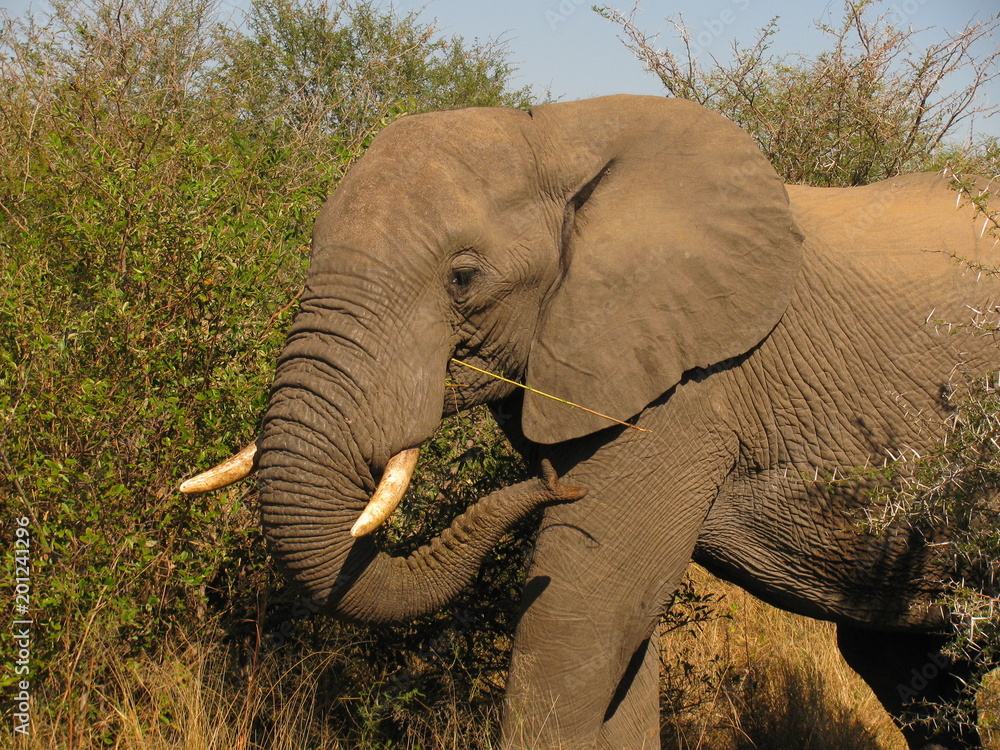 éléphant qui mange en Afrique du Sud Photos | Adobe Stock