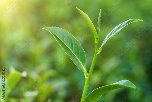 Fototapeta Naklejka Na Ścianę i Meble -  Fresh tea leafs in plantation.