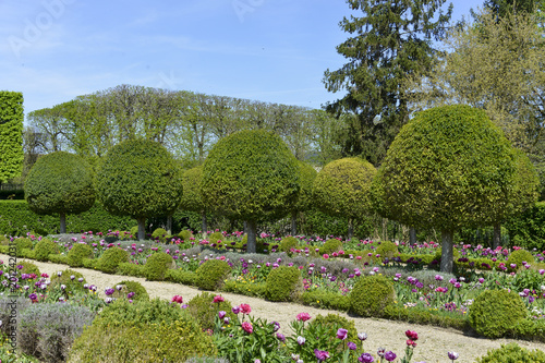 Laurier du Portugal, Prunus lusitanica, Buis, Buxus sempervirens, Parc de Sceaux, Domaine départemental de Sceaux, 92, Hauts de seine photo