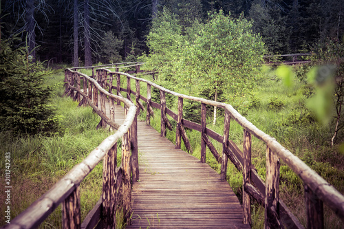 Fototapeta Naklejka Na Ścianę i Meble -  The wood path in the forest