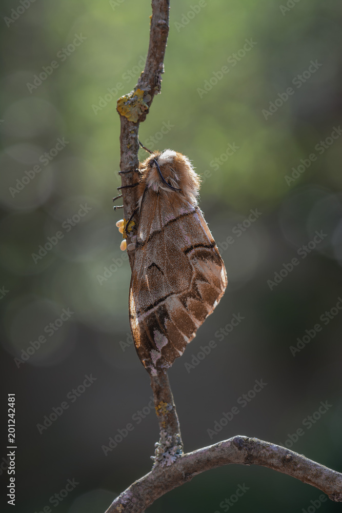 Fototapeta premium Birkenspinner