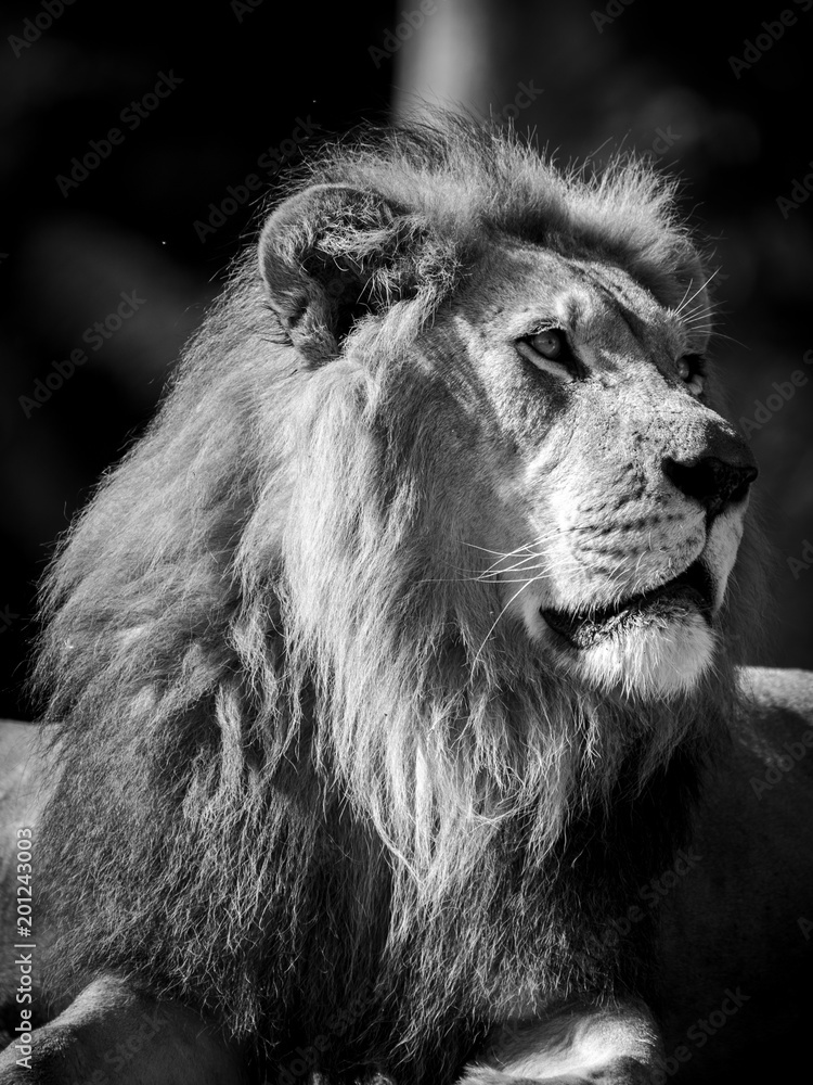 Fototapeta premium Czarno-biały profil lwa
