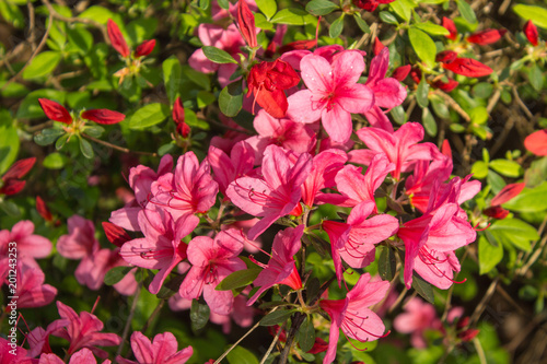 The rhododendron park  Bremen.