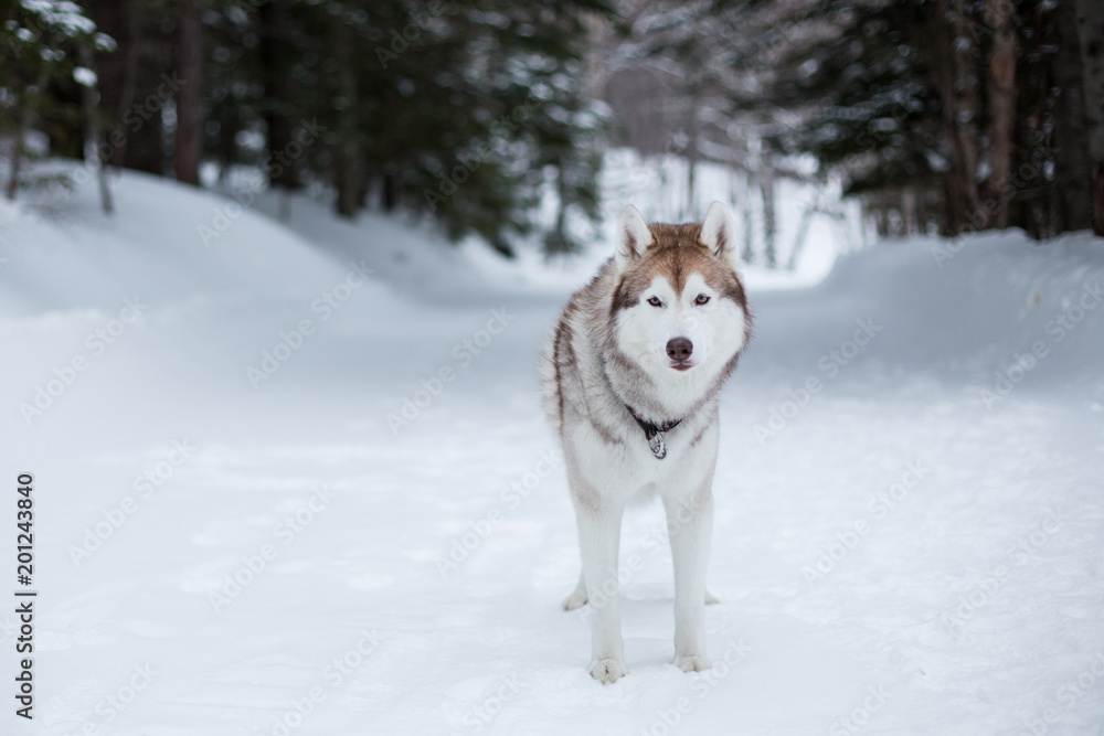 Portrait of serious wise dog breed siberian husky standing on the snow in winter forest on the trees background and looking straight to the camera in the evening