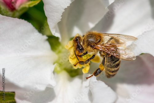 A small bee on a white flower from above