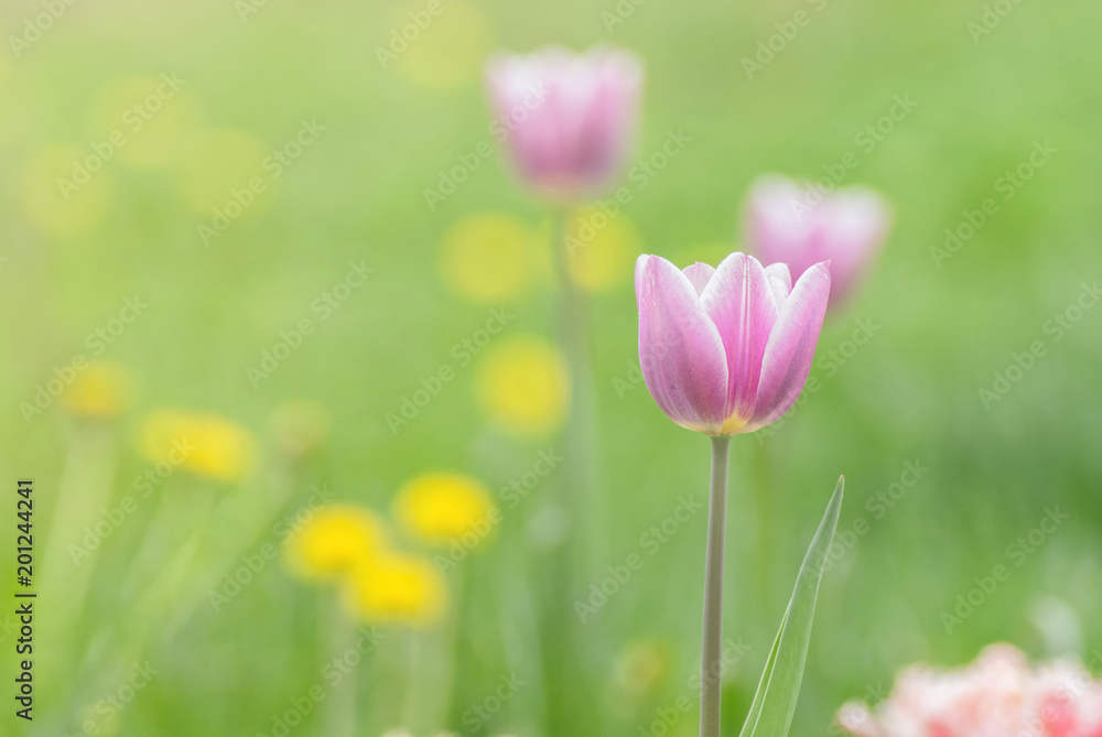 ink tulip flower on green background in spring season ink tulip flower on green background in spring season