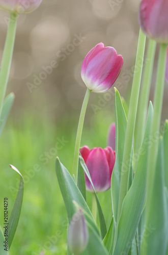 urple tulip flower close up on green background in spring season