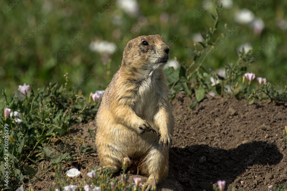 Fototapeta premium Prairie Dog Badlands