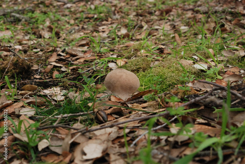 Funghi