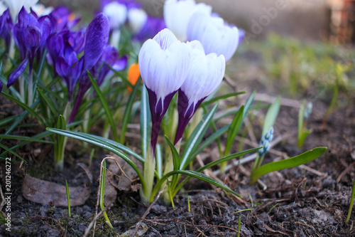Fototapeta Naklejka Na Ścianę i Meble -  Белый шафран