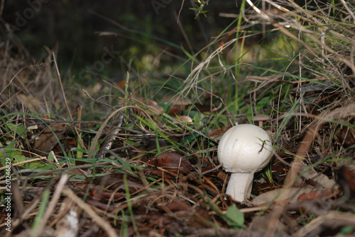 Funghi